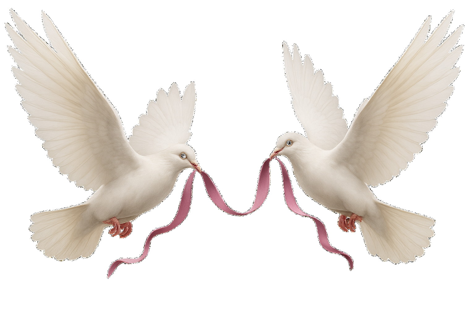 Two doves with ribbon