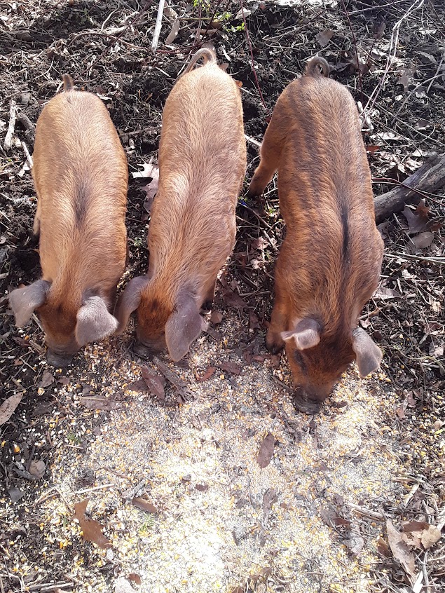 3 Little Pigs