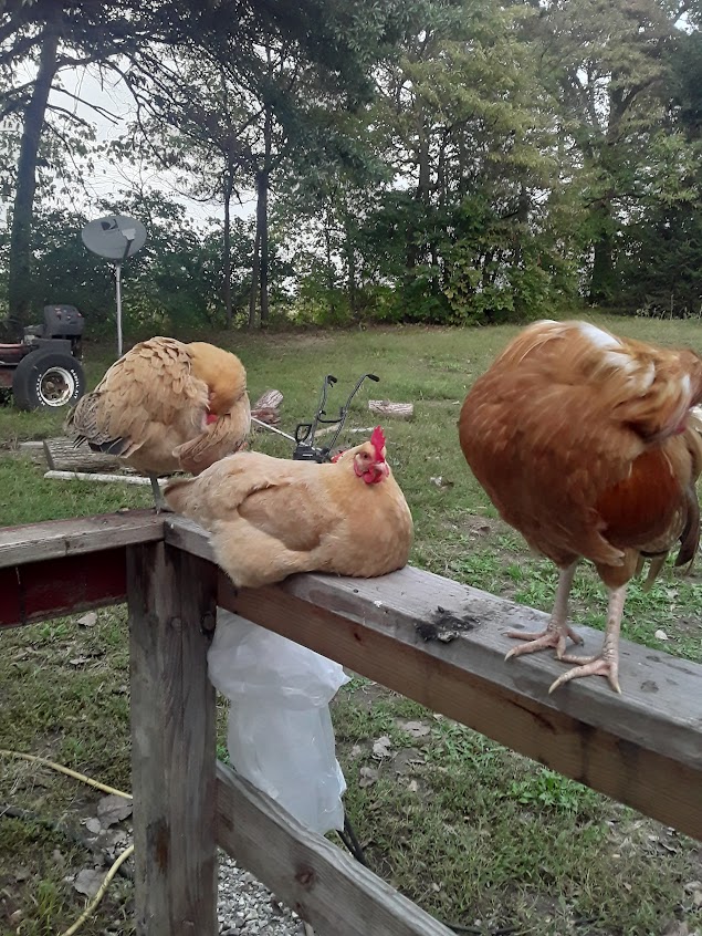 Buff Orpington Chickens