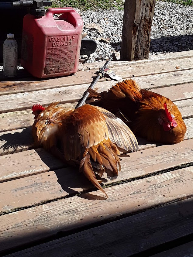Chickens Sunning on the back porch