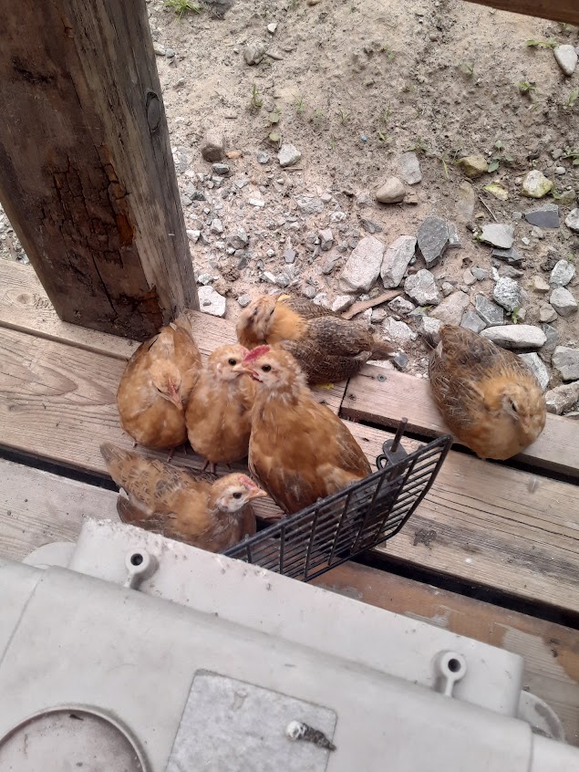Chicks we hatched together