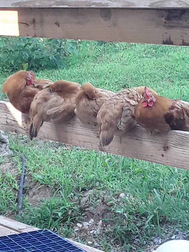 Chicks I hatched