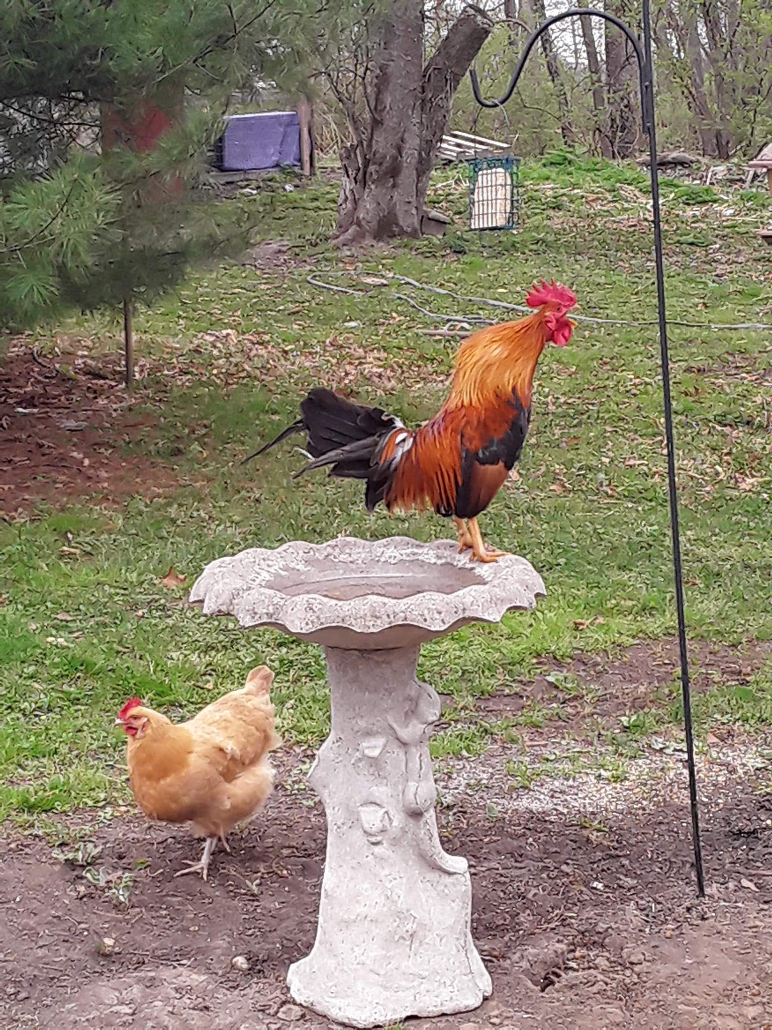 Bantam Rooster Crowing