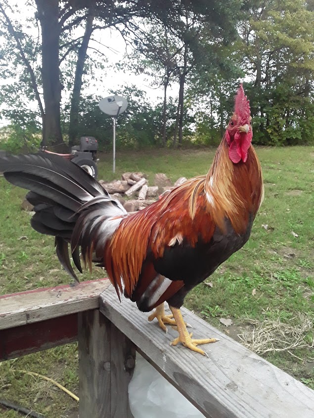 Bantam Rooster we hatched