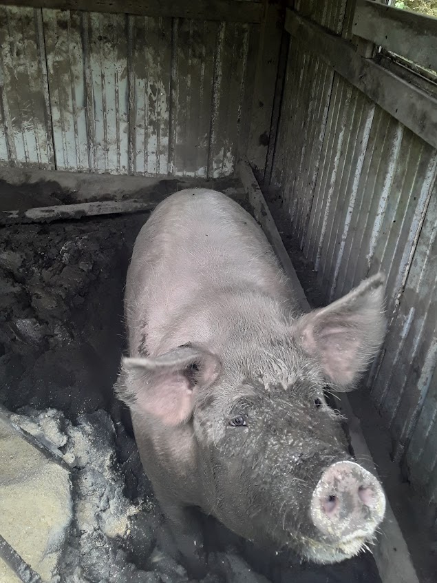 Corn Fed the big ole Hog