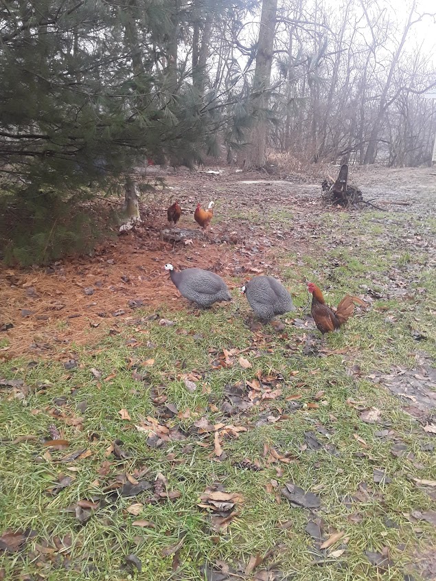 Guinea Hens