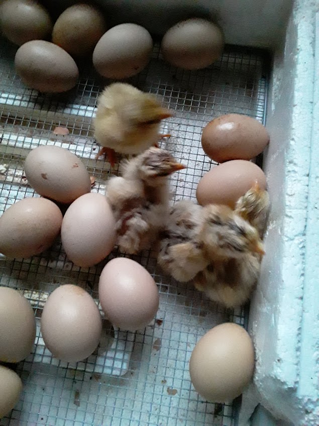 Chicks We hatched