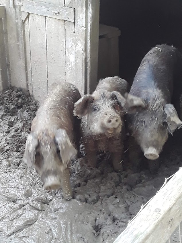 Pigs with Sally in the middle