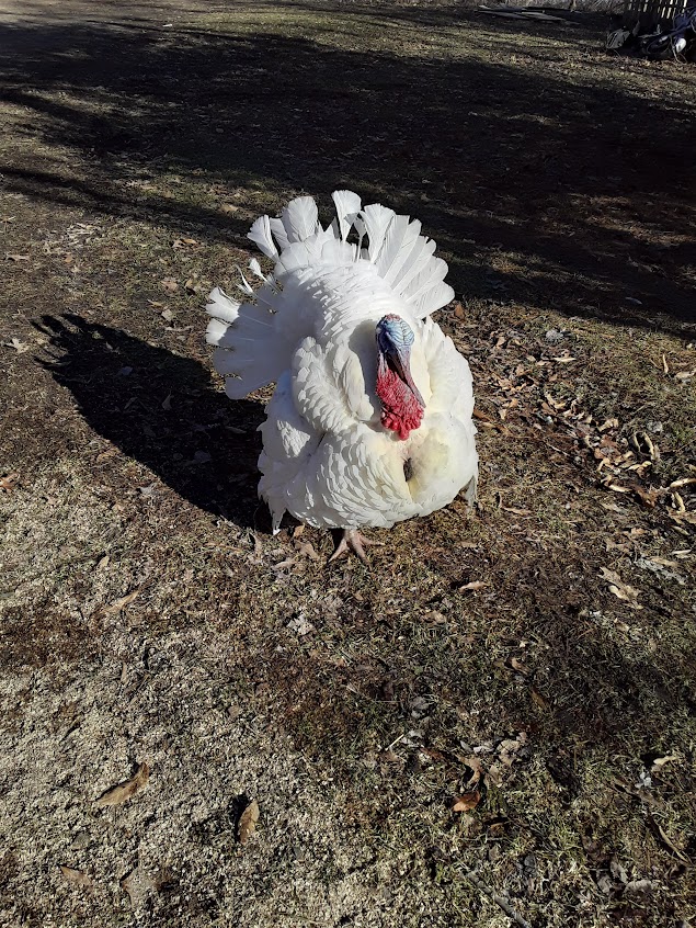 White Turkey Struttin his stuff