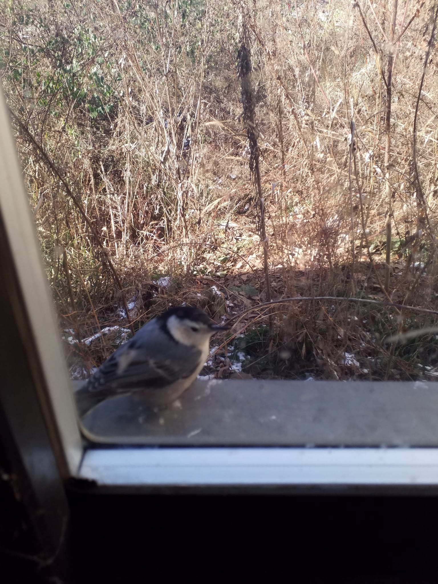 Bird in the window