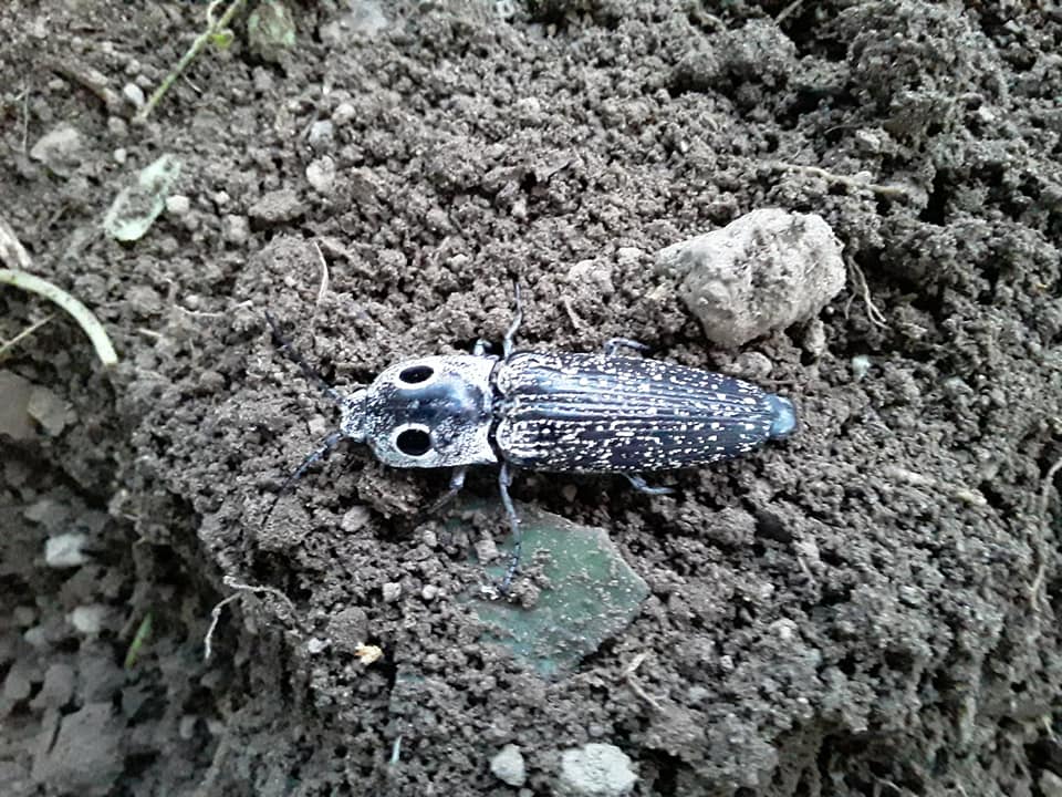 Eastern Eyed Click Beetle