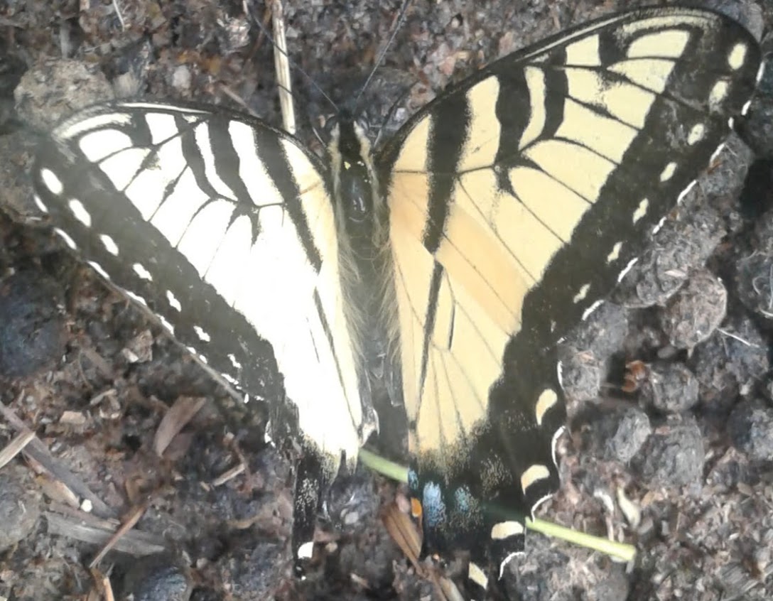 Eastern Tiger Swallowtail