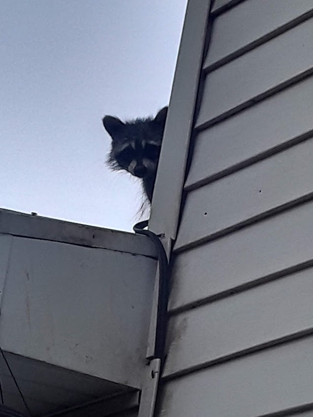 Peeking racoon