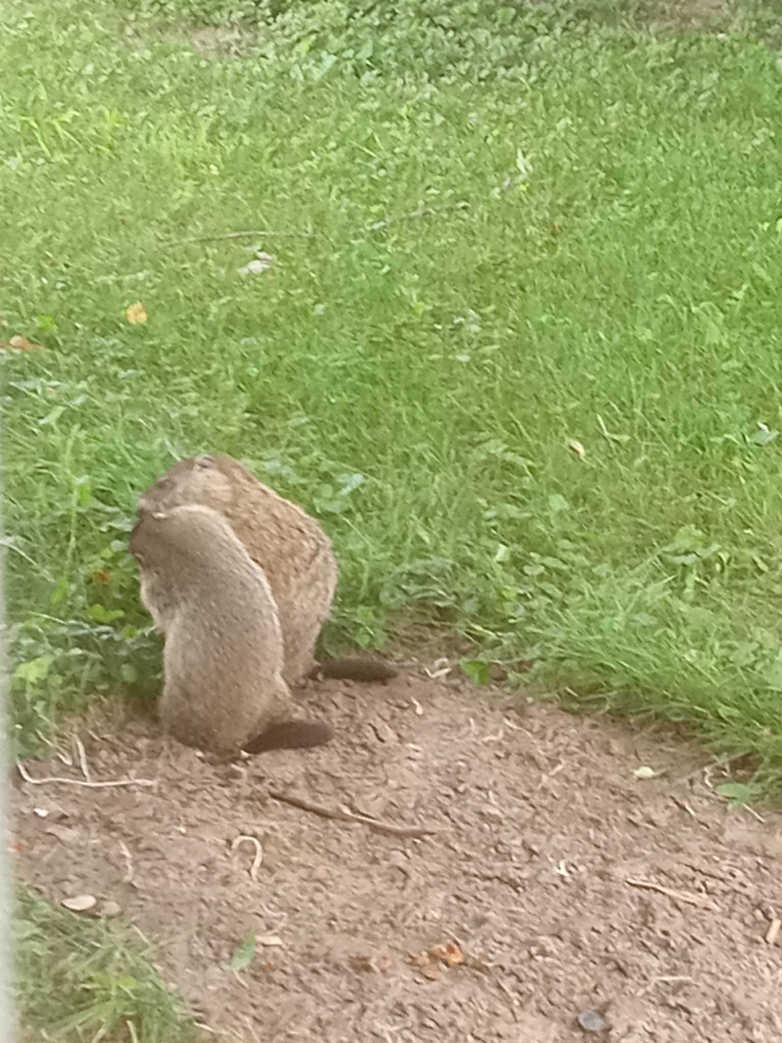 Ground Hogs Sharing an apple