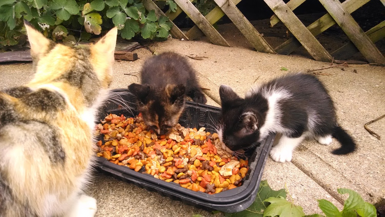 Mama Kitty and her babies