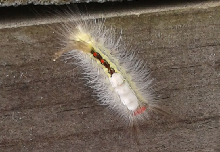 White Marked Tussock Moth Caterpillar