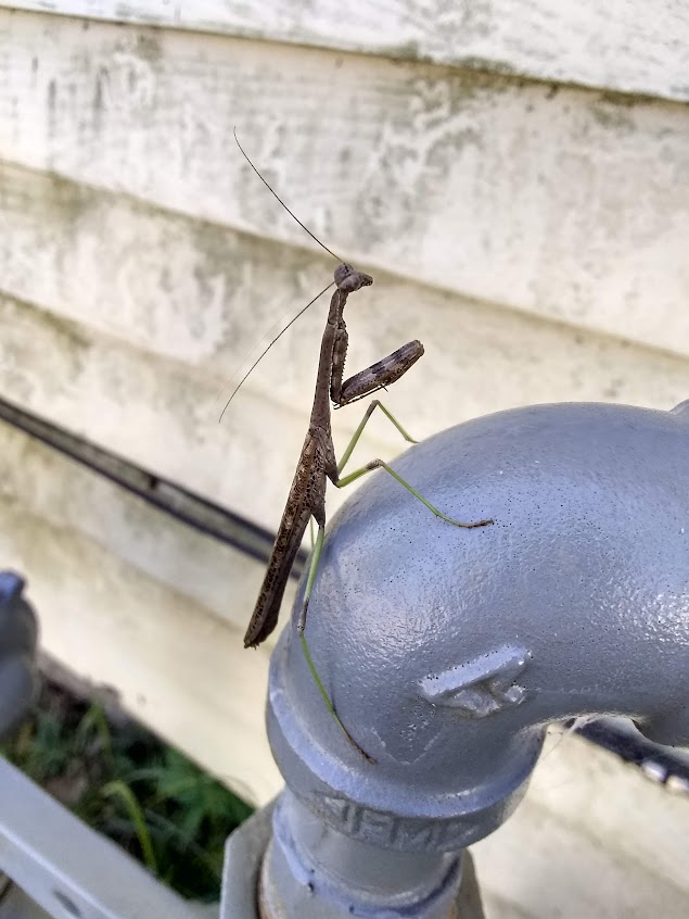 Praying Mantis