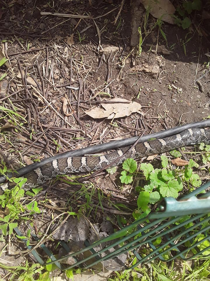 Snake