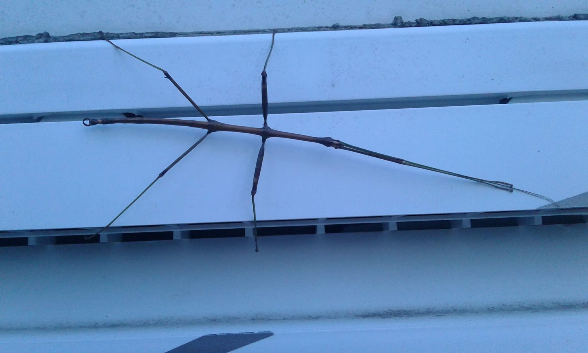 Walking Stick Insect