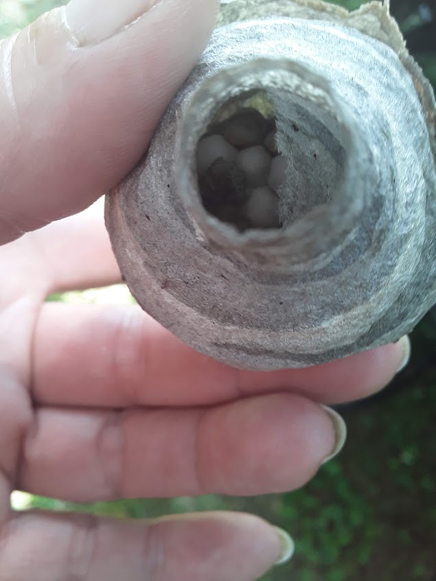 Close-up of wasp nest with eggs inside