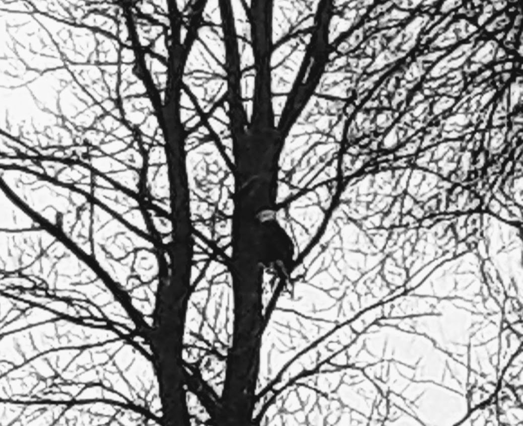 Bald Eagle sitting in a tree