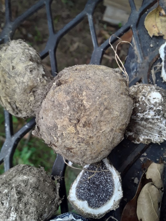 Earth Balls - Poisonous mushroom-like fungus
