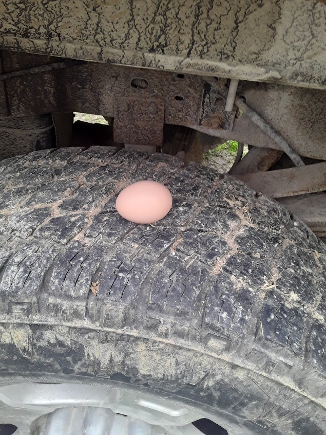Hen laid egg on truck tire