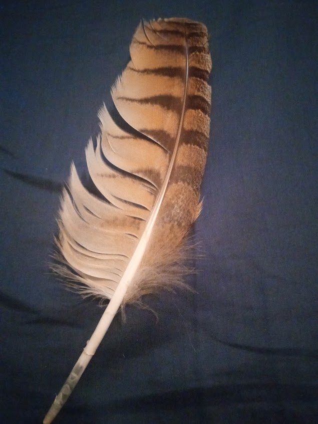 Red Tailed Hawk Feather