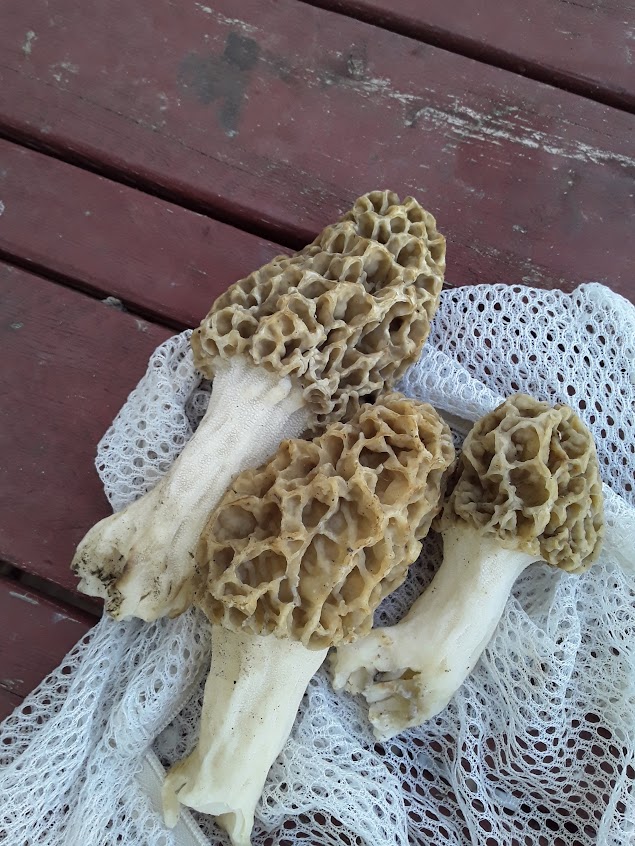Morel Mushrooms we found when mushroom hunting
