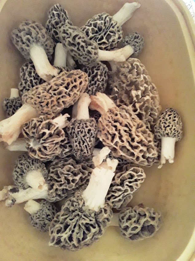 More Morels we found Mushroom Hunting