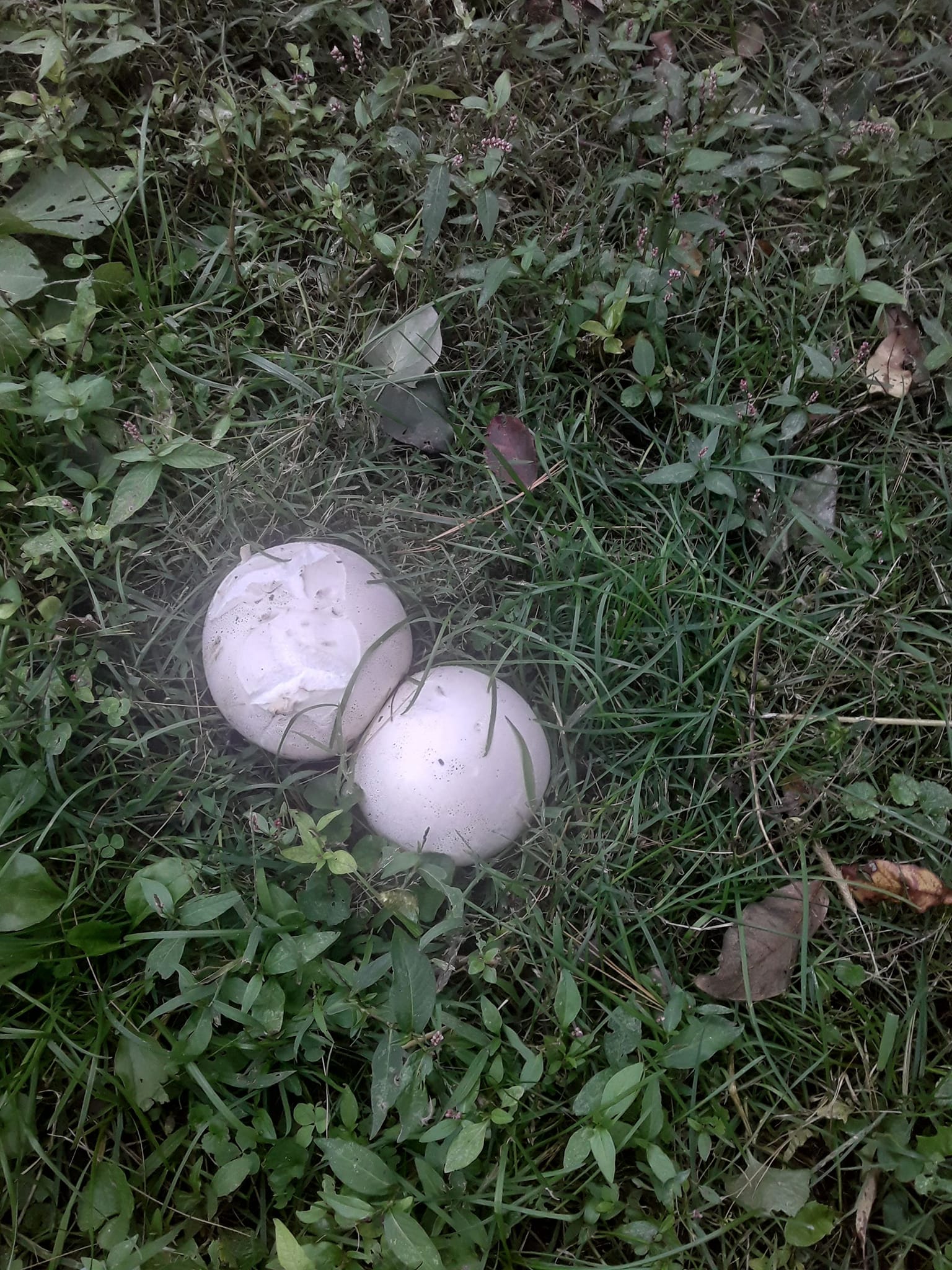 Puffball Mushrooms