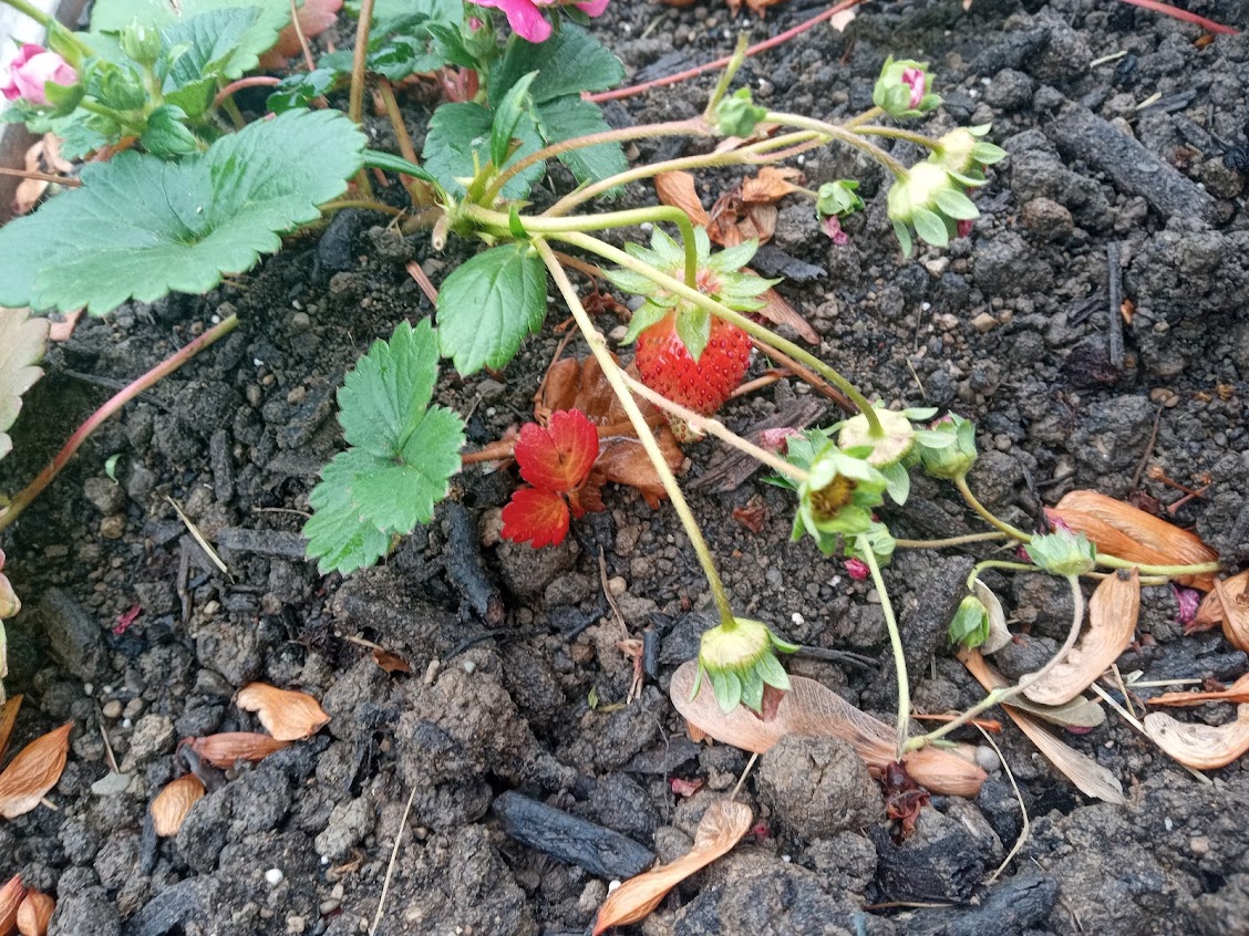 Strawberries
