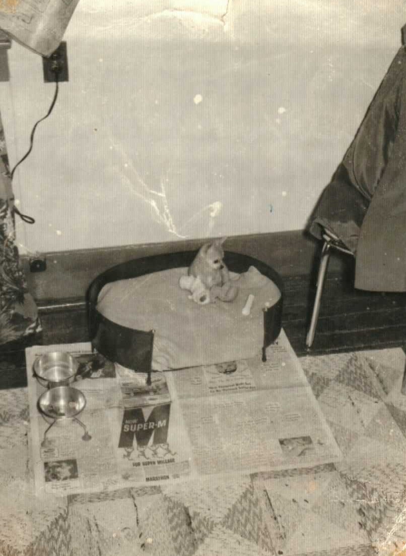 Snoopy the dog in his bed with toys, food and water bowls on a newspaper-covered floor, belonging to Mary Doan