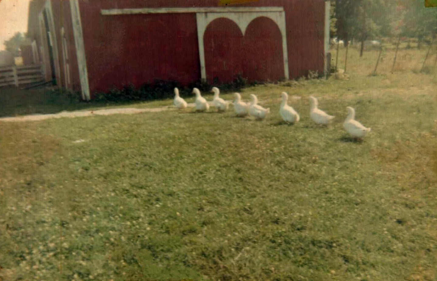 Ducks in a row