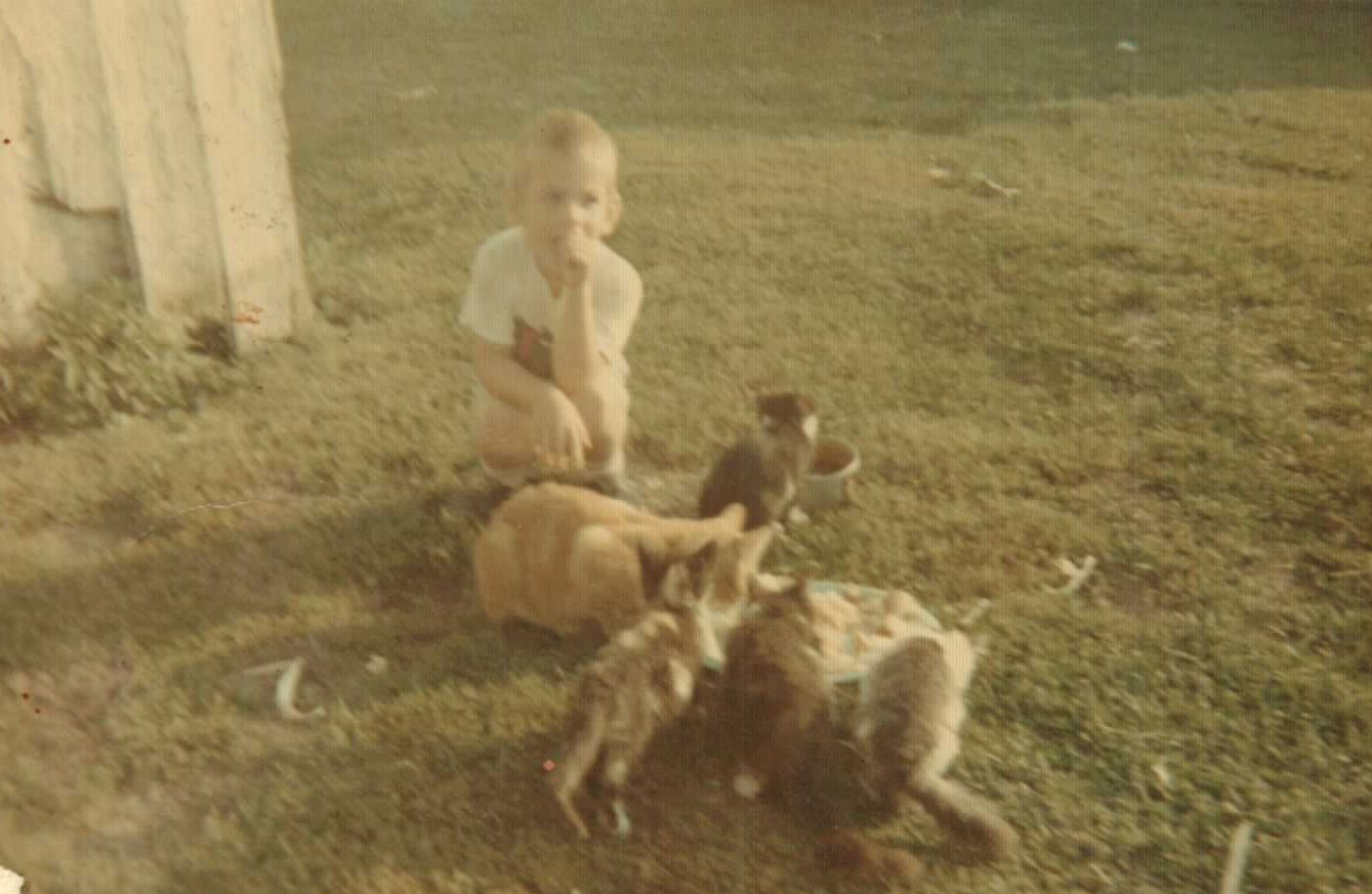 Ishmael surrounded by our cats