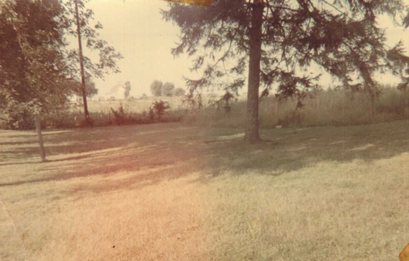 The Orchard