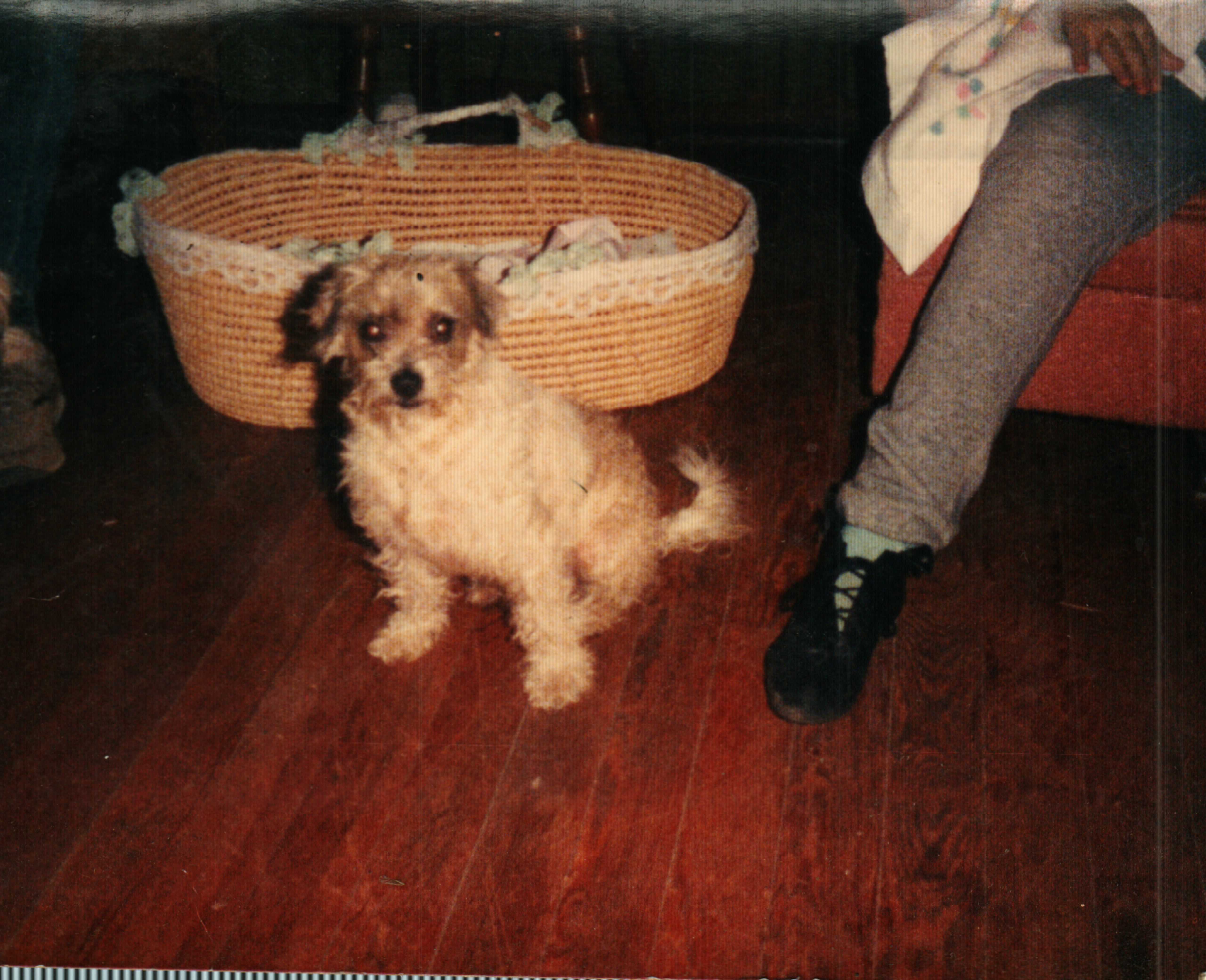 Poopy, Mom & Dad's Dog