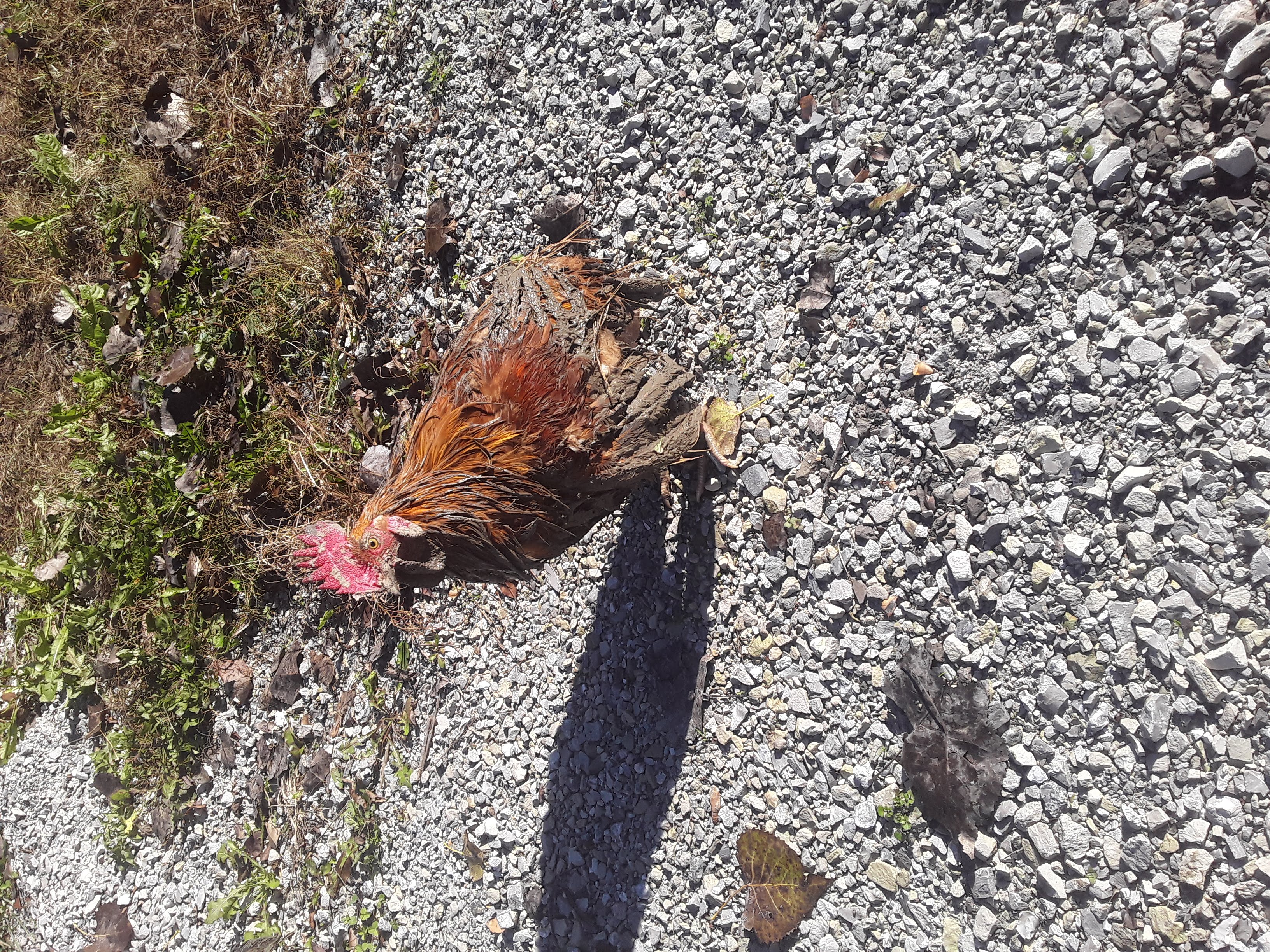 Rooster covered in mud