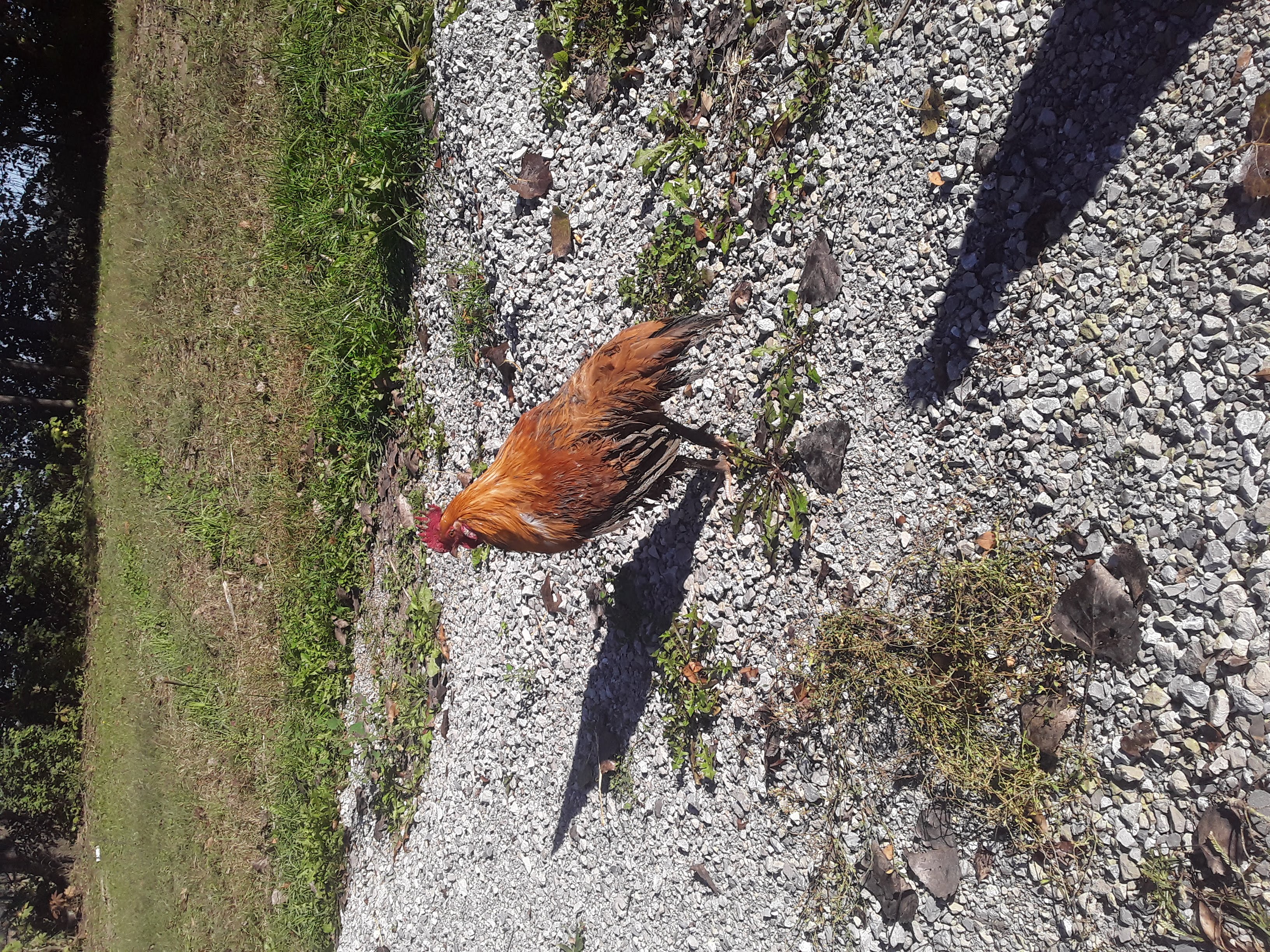 Second rooster muddy and ruffled