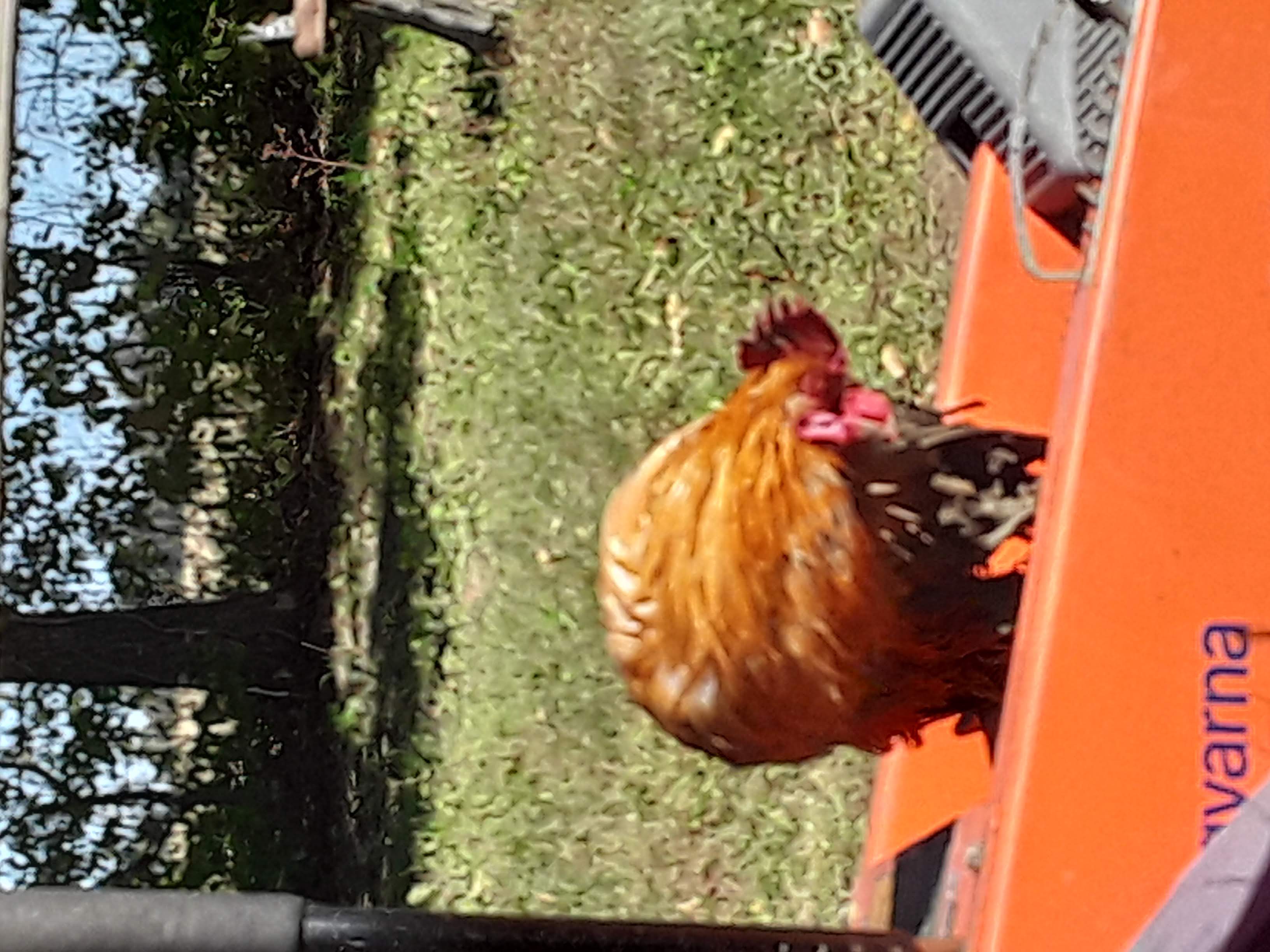 Rooster fluffed up