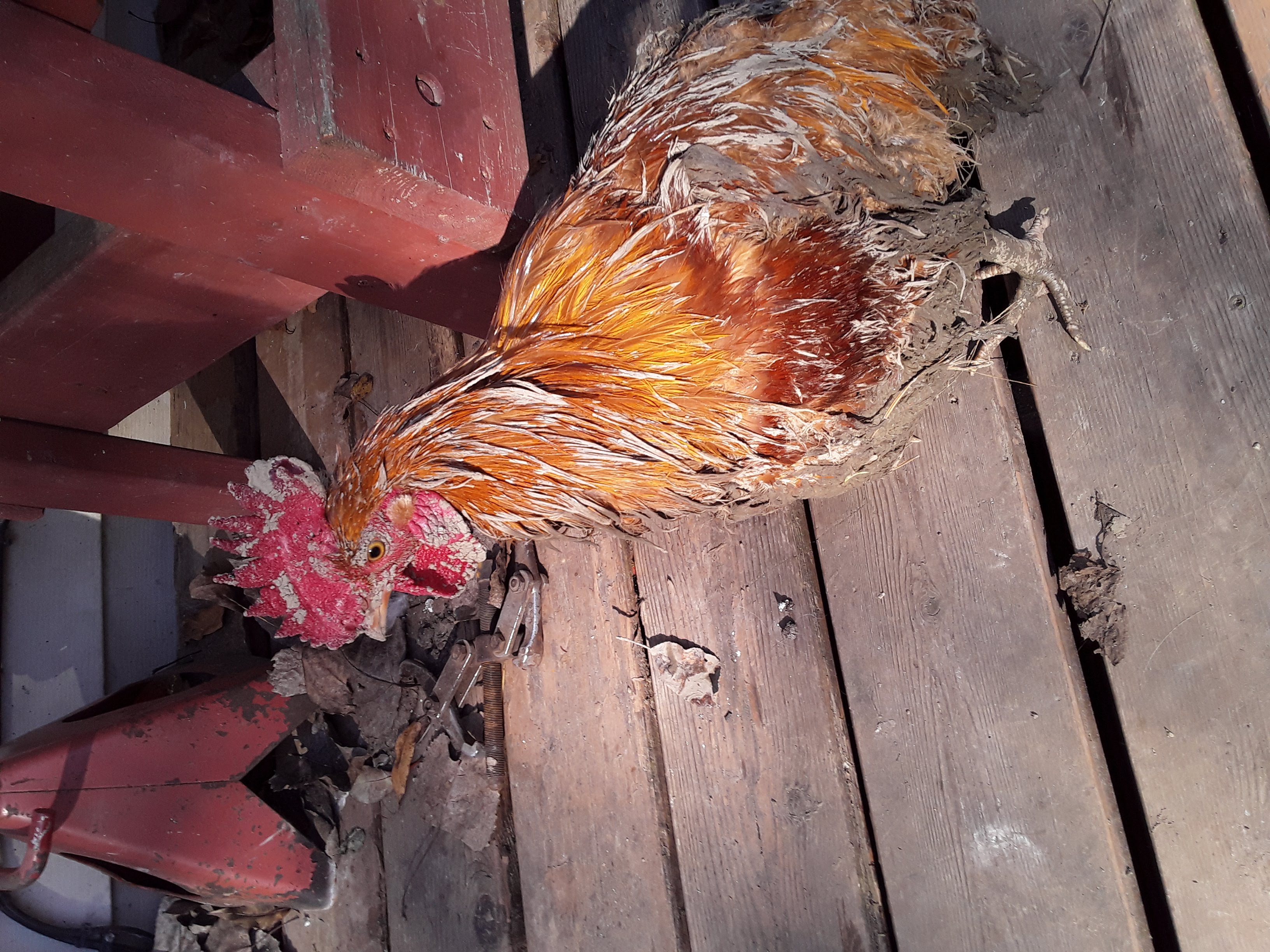 Rooster close-up