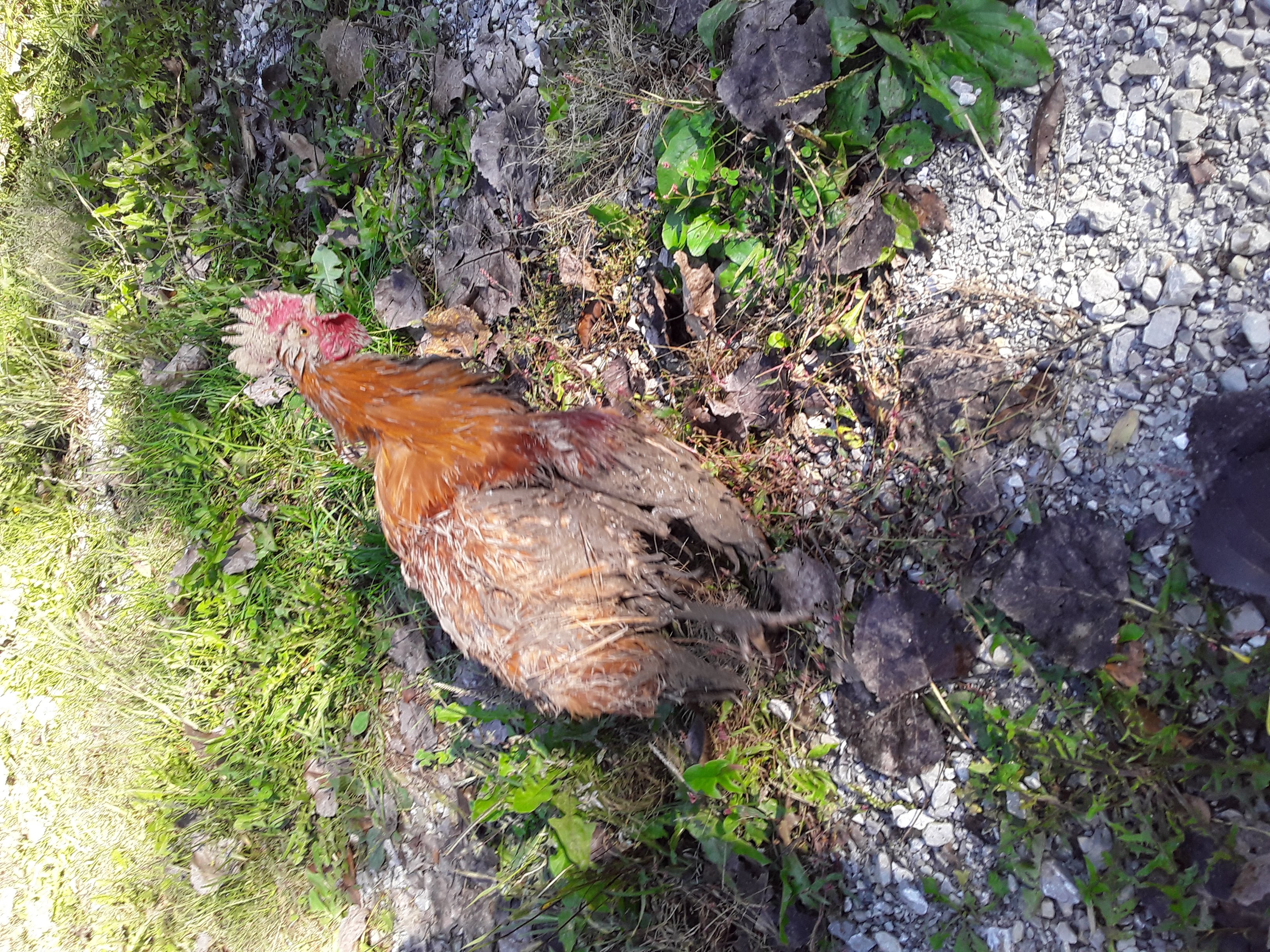 Rooster back on grass