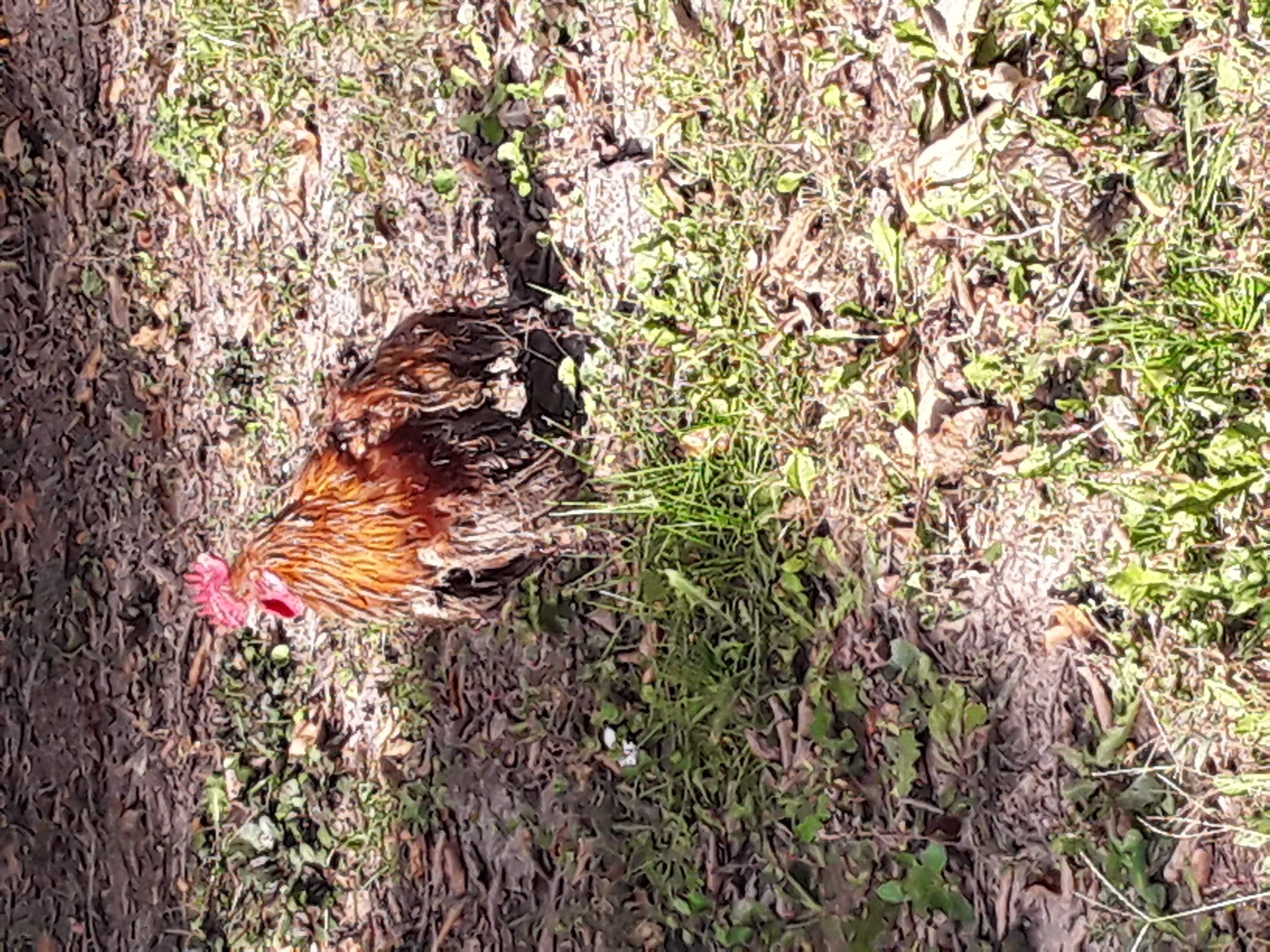 Rooster drying off