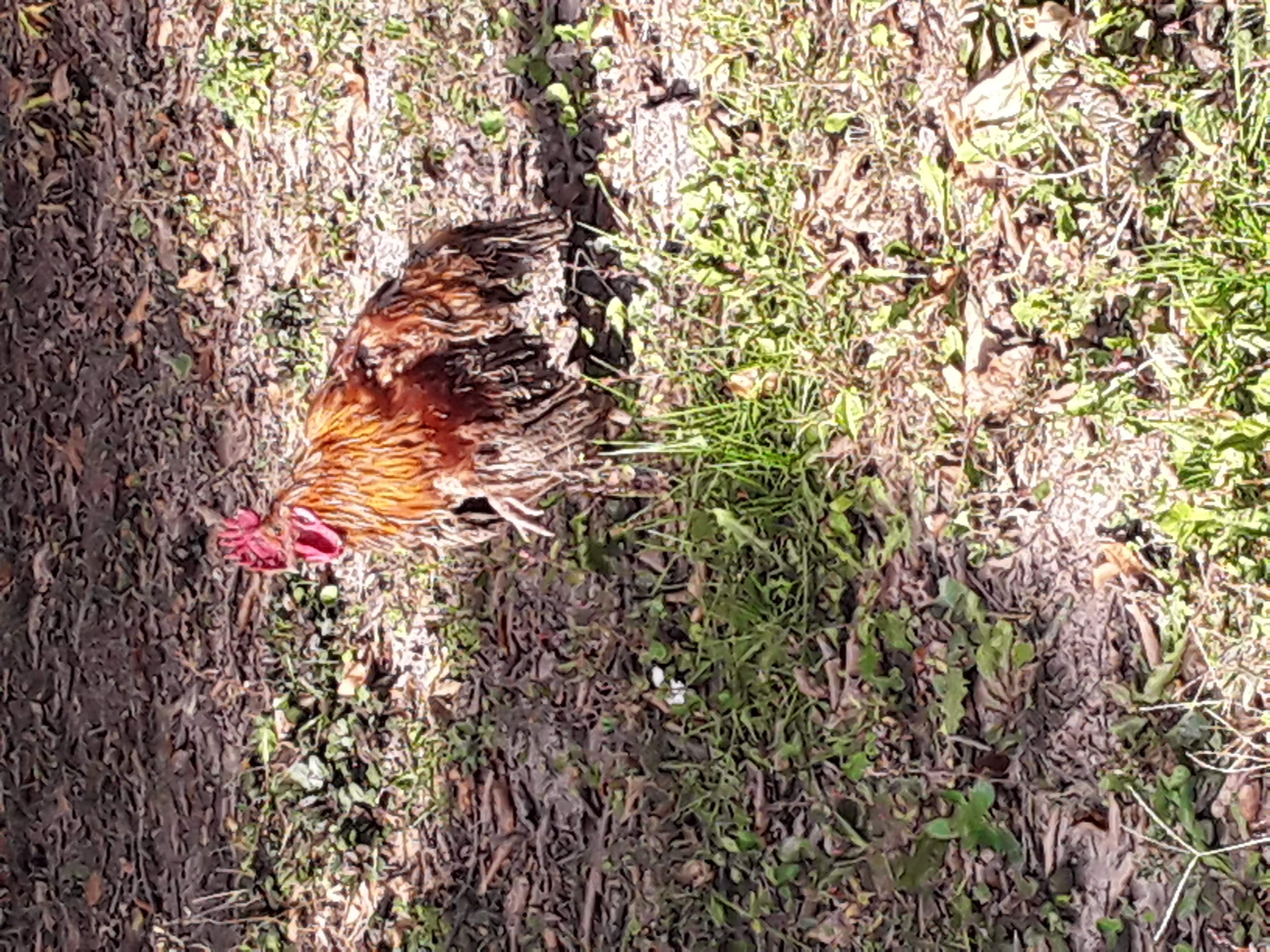 Rooster still muddy