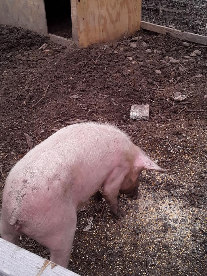 Sally Queen of the food