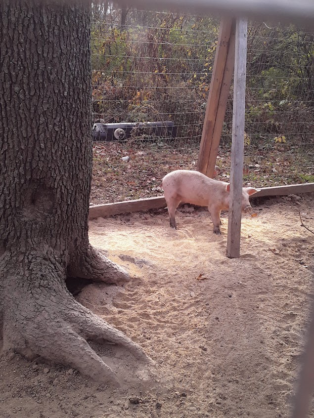 Sally in sandy corner of the pen near the tree