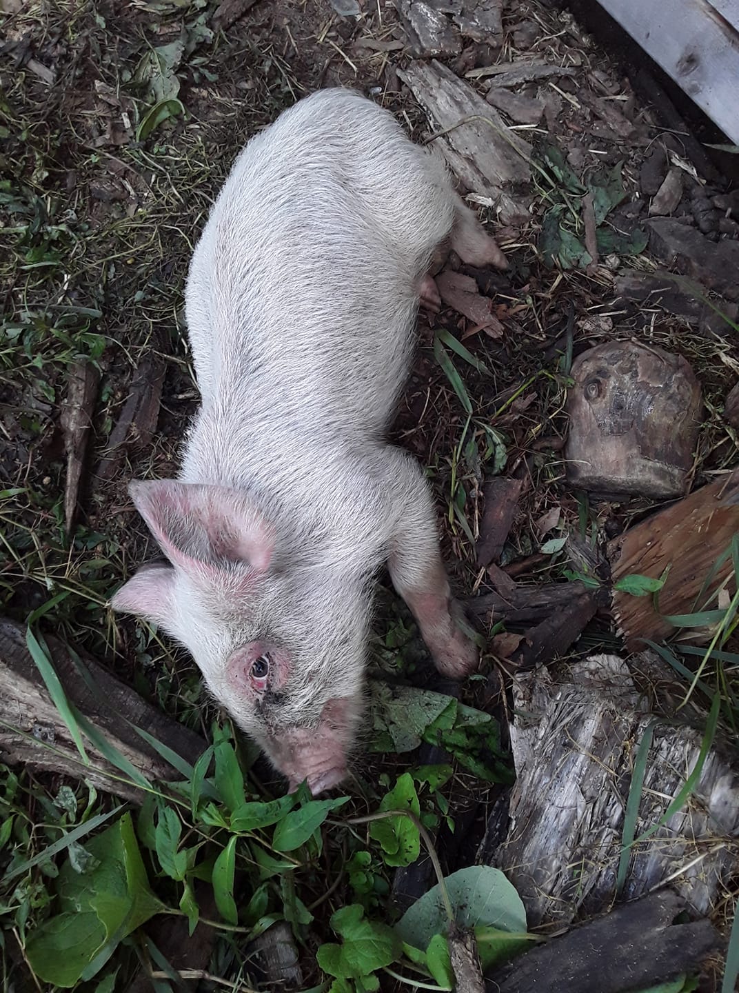 Sally sleeping outside the pens