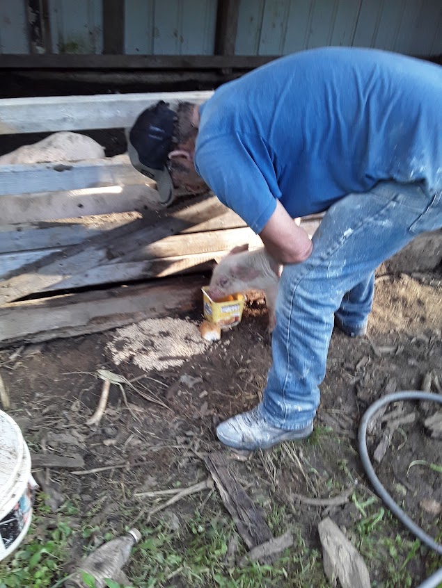 Helping Sally the pig eat