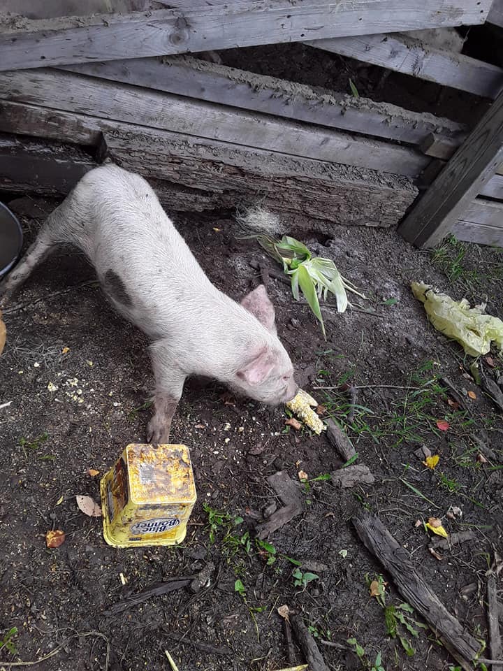 Sally enjoying some corn on the cob