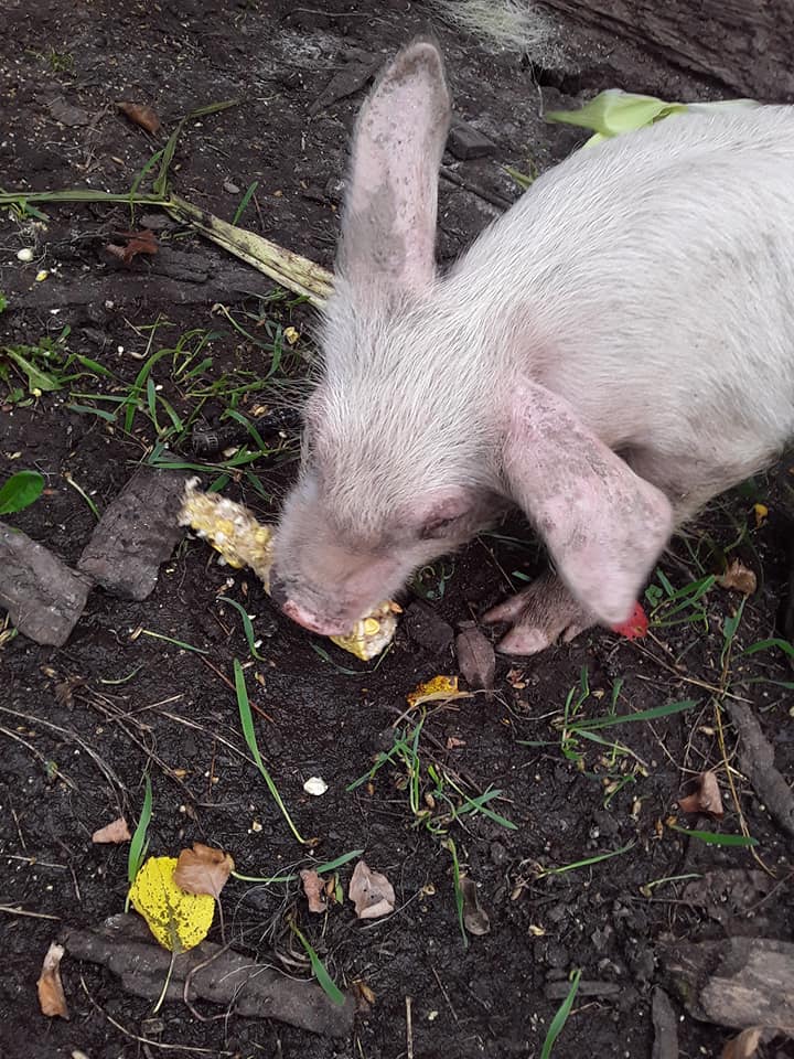 Floppy eared Piglet eating more corn